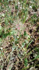 Trifolium stellatum
