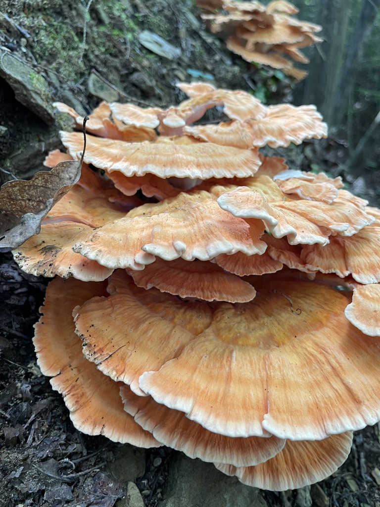 Layered White-Pored Chicken of the Woods at buried hardwood roots
