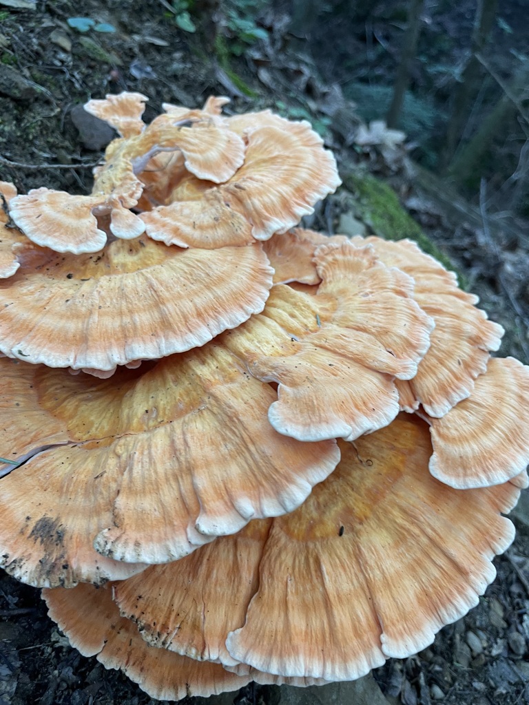Close overhead view of overlapping orange and cream caps
