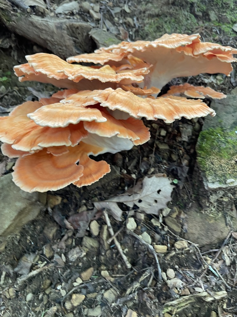 Side view showing the layered shelves and pale underside