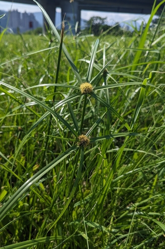 Cyperus aromaticus, photograph 5