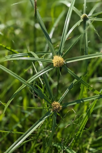 Cyperus aromaticus, photograph 6