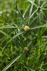 Cyperus aromaticus, photograph (c) 許文俊, some rights reserved (CC BY-SA)