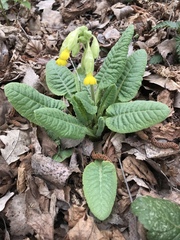 Primula veris