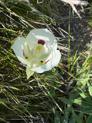 Calochortus eurycarpus