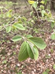 Lonicera xylosteum