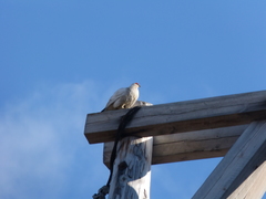 Lagopus muta hyperborea