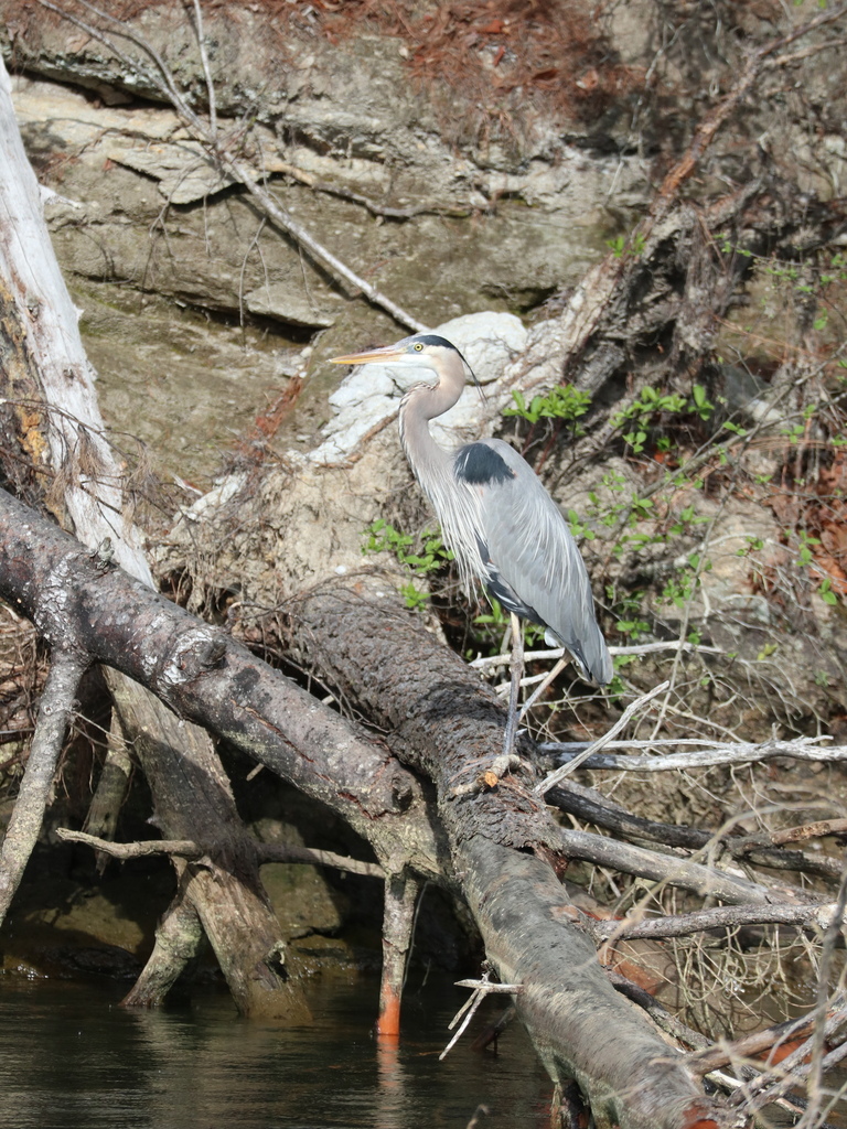 Wider view of a Great Blue Heron at the shallow wooded shoreline