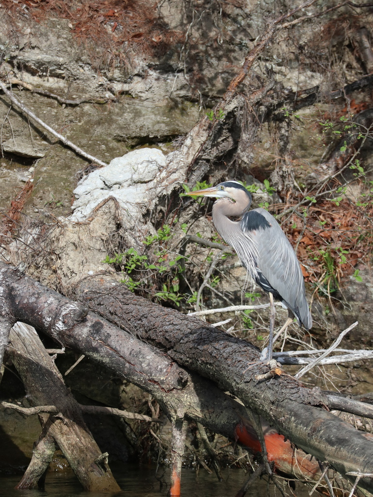 Great Blue Heron among fallen trunks and exposed roots beside the water