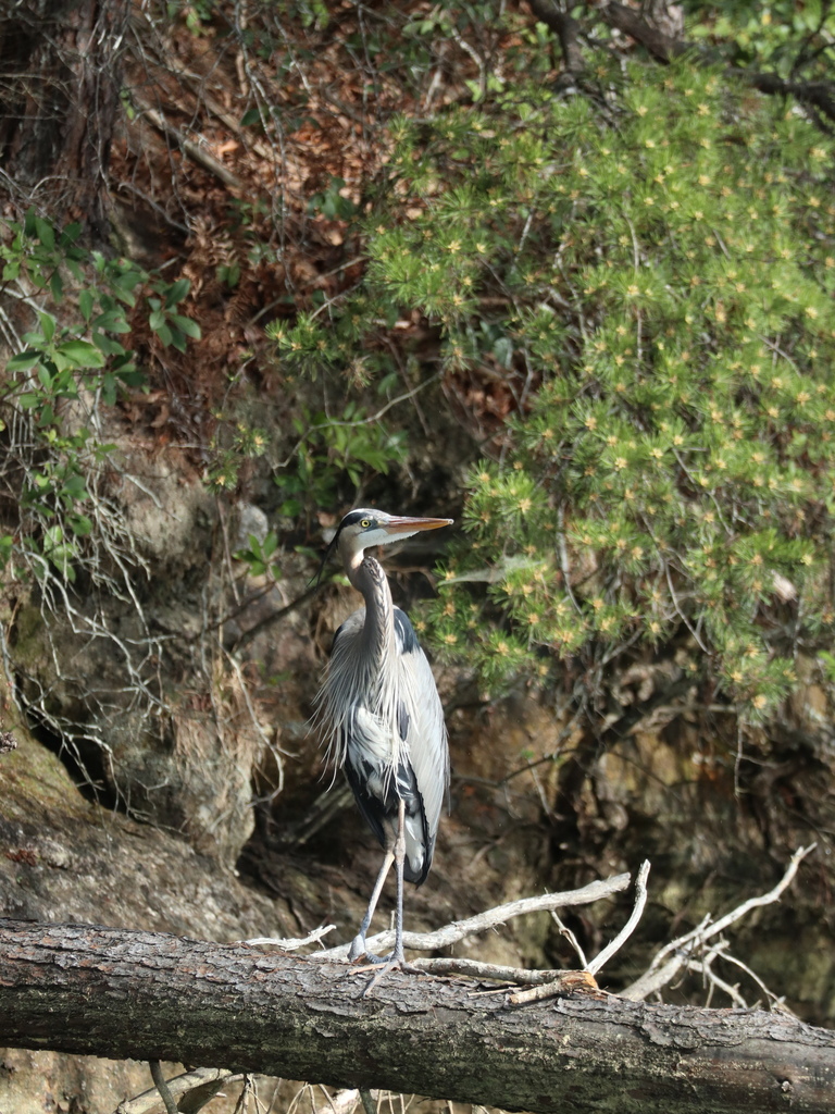 Great Blue Heron standing along a wooded, rocky waterline
