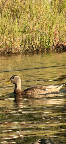 iNaturalist observation photo of Mallard