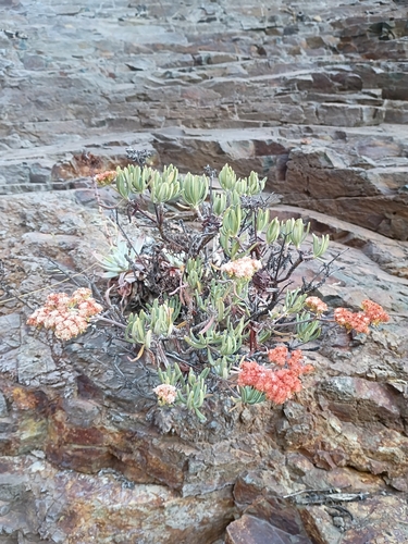 iNaturalist observation photo of Santa Cruz Island wild buckwheat