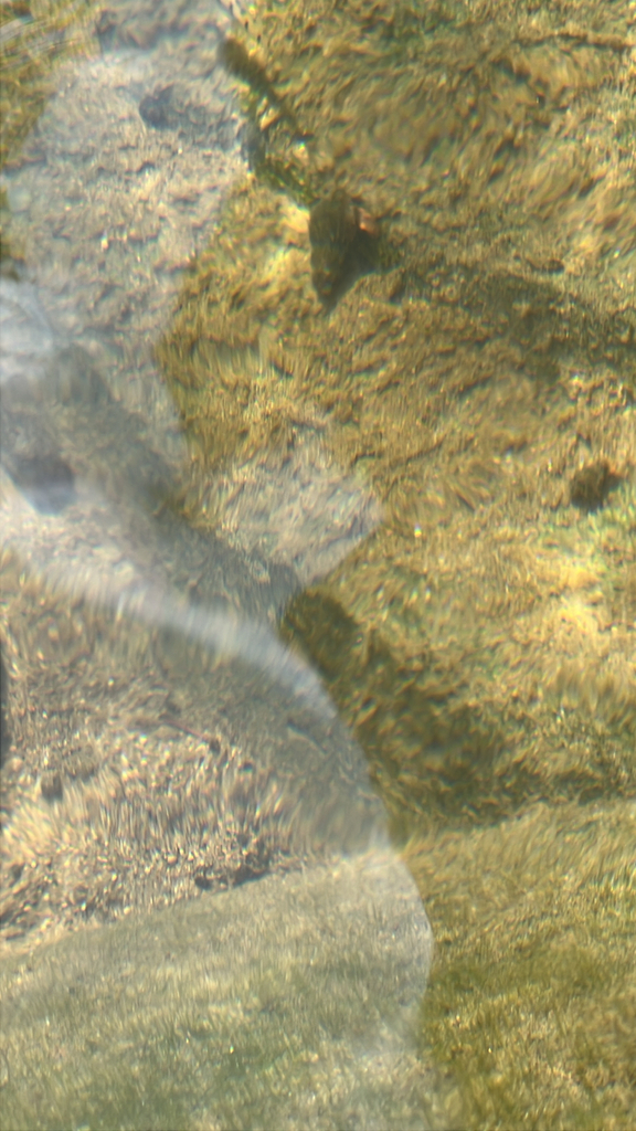 Acrossocheilus parallens