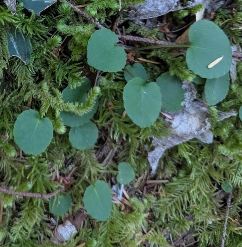Viola sempervirens, photograph 6