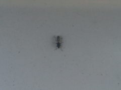 Metopoplax ditomoides