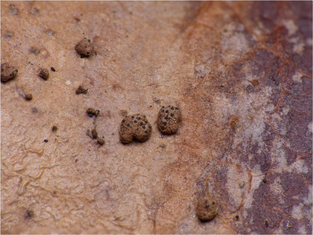 Immotthia atroseptata