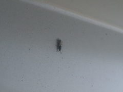 Metopoplax ditomoides