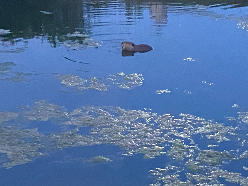 animal observation 3