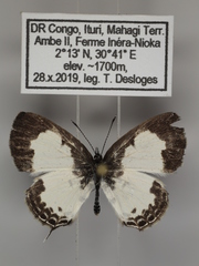 Tuxentius margaritaceus