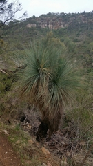 Xanthorrhoea quadrangulata