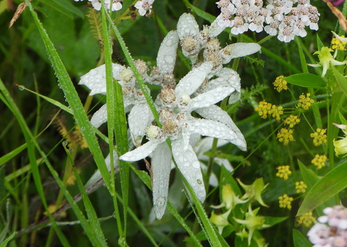Leontopodium leontopodioides, photograph 5