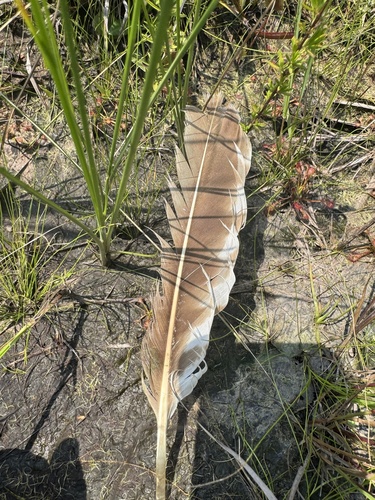 Plume de Balbuzard pêcheur
