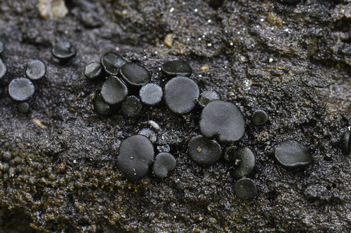 Pseudosclerococcum golindoi