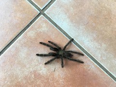 Psalmopoeus reduncus