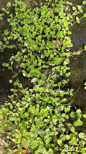 Yamazakia pusilla