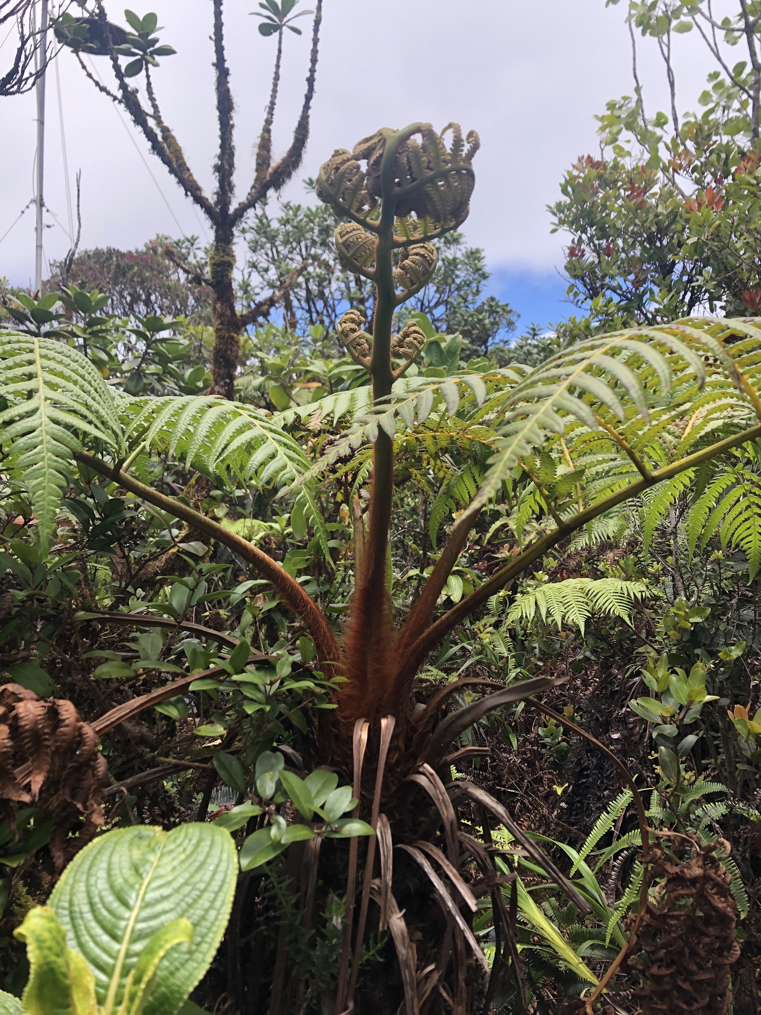 Cibotium menziesii