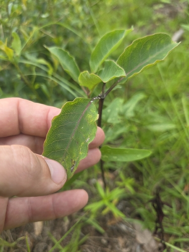 Asclepias variegata, photograph 6