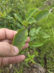 Asclepias variegata, photograph (c) Scott Allen Davis, some rights reserved (CC BY)