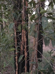 Corymbia gummifera