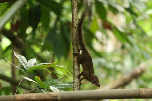 Horsfield's Treeshrew
