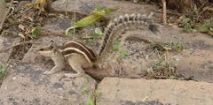 Funambulus pennantii
