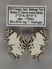Tuxentius margaritaceus