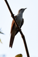 Cacomantis sonneratii