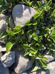 Salix uva-ursi, photograph author not stated, no rights reserved