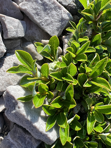Salix uva-ursi, photograph 6