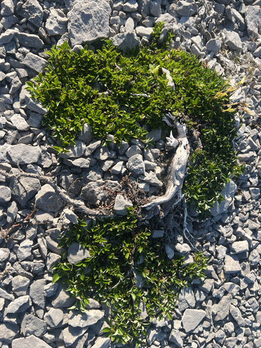 Salix uva-ursi, photograph 4