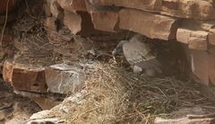 Gyps fulvus
