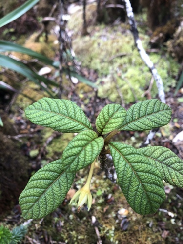 Cyrtandra lessoniana observed 2020-05-02