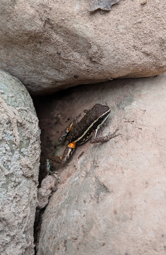 Riddle Poison Frog, Ameerega imasmari