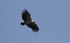 Gyps fulvus
