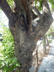 Dalbergia lanceolaria