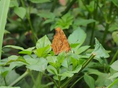 Polygonia c-aureum lunulata