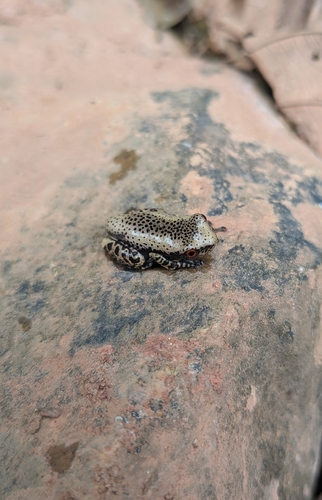 Henle's Spiny-backed Frog, Osteocephalus mimeticus