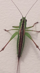 Conocephalus bilineatus