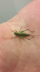 Conocephalus bilineatus