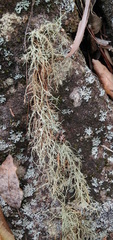 Usnea baileyi